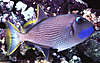 1190bluethroat_trigger_-_male_reefsafe_1.jpg