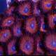 1208zoos.jpg 1208zoos.jpg