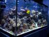 120gal_corner_MH_.jpg 120gal_corner_MH_.jpg