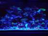 120gal_full_shot_Actinic_.jpg 120gal_full_shot_Actinic_.jpg