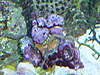 1253Unknown_coral_1.jpg 1253Unknown_coral_1.jpg