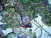 1253Unknown_coral_3.jpg 1253Unknown_coral_3.jpg