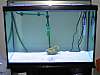 1265s_Fish_Tank.jpg 1265s_Fish_Tank.jpg