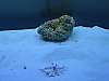 1265s_Fish_Tank5.jpg 1265s_Fish_Tank5.jpg