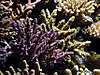 1328purple.jpeg 1328purple.jpeg
