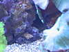 1335Snail_ID.jpg