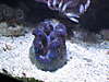 1335clam.jpg