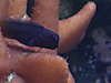 1335fat_blenny.jpg