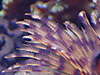 1335feather_close_up.jpg