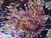 1335feather_duster_a.jpg