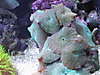 1335green_mushrooms.jpg