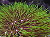 1335green_star_polyp.jpg 1335green_star_polyp.jpg