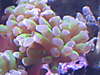 1335hammer_close_up.jpg