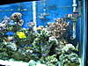 1376Tank_pic_2.jpg