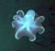 1407octopus.jpg