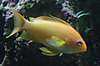 1503anthias_2_.jpg