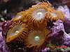 1503crab_003_2_.jpg