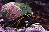 1503crab_004_2_.jpg