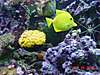 1503yellow_tang_2_.jpg
