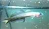 1614scgoby.jpg