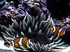 1712Copy_of_fish_tank_007.jpg