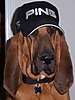 1714bloodhound.jpg