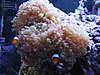 1773Clownfish_in_frogspawn.jpg 1773Clownfish_in_frogspawn.jpg