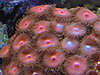 1773Red_center_zoos.jpg