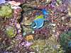 180_Reef_Nov_17_0571.jpg 180_Reef_Nov_17_0571.jpg