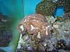 180_Reef_Nov_17_064.jpg 180_Reef_Nov_17_064.jpg