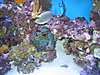 180_Reef_Nov_17_068.jpg 180_Reef_Nov_17_068.jpg