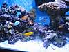 180_Reef_Nov_17_Centre.jpg 180_Reef_Nov_17_Centre.jpg