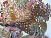 180_Reef_November_007.jpg 180_Reef_November_007.jpg
