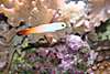 1869Firefish.jpg 1869Firefish.jpg