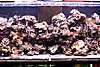 1869New_tank.jpg 1869New_tank.jpg