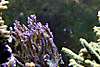 1869Purple.jpg 1869Purple.jpg