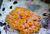 1869Suncoral_resize.jpg 1869Suncoral_resize.jpg