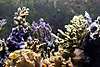 1869few_corals.jpg 1869few_corals.jpg