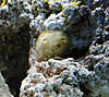 1964sponge.jpg