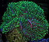 522anemone-riterri3.jpg
