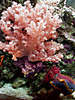 522colt-cauliflower_pink_w_sea-apple.jpg