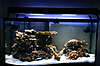 5th_day_of_my_reef_tank_2008-12-27_001.jpg