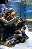 5th_day_of_my_reef_tank_2008-12-27_029.jpg