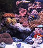 6502_corals.jpg