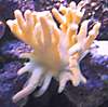 650Coral4.jpg