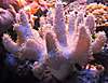 650Coral5.jpg