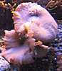 650Coral7.jpg