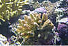 752Acropora_June_2005.jpg