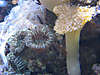 75G_Leather_and_Mushroom.jpg 75G_Leather_and_Mushroom.jpg