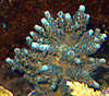 811Blue-acro-200k.jpg
